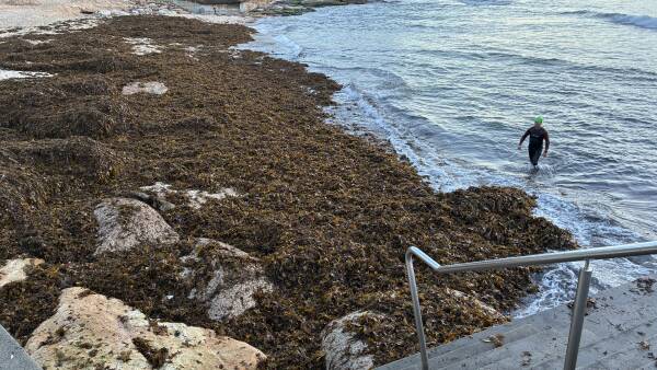 urgent-update-cronulla-beach-suffers-major-erosion-and-seaweed-crisis
