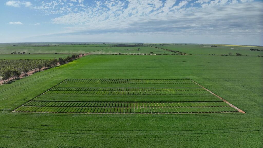 urgent-update-early-sowing-trials-launch-in-wheatbelt-region