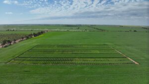 urgent-update-early-sowing-trials-launch-in-wheatbelt-region