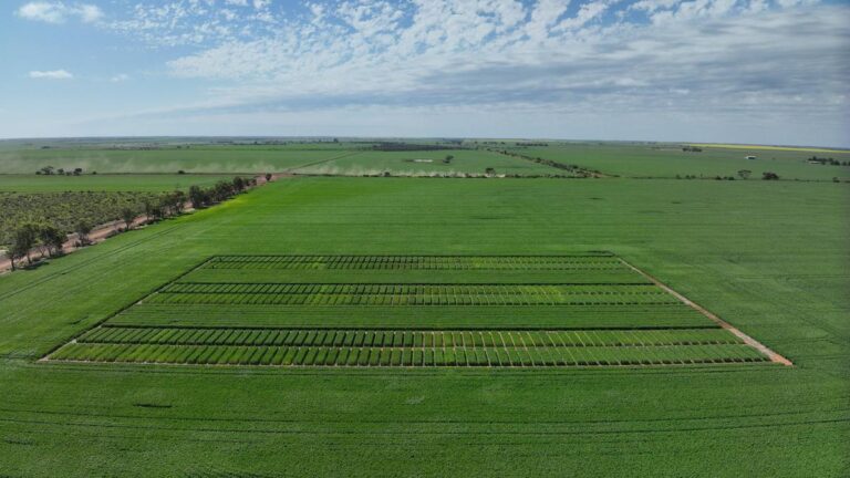urgent-update-early-sowing-trials-launch-in-wheatbelt-region