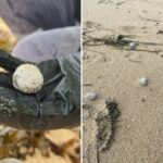 urgent-update-mystery-debris-balls-wash-up-on-central-coast-beaches