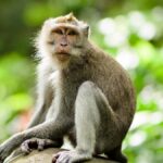urgent-warning-rabies-cases-surge-in-bali-s-tourist-hotspots