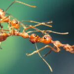 weaver-ants-exhibit-superefficient-teamwork-in-new-study