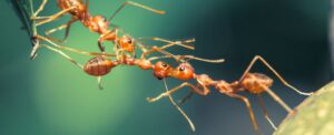 weaver-ants-exhibit-superefficient-teamwork-in-new-study