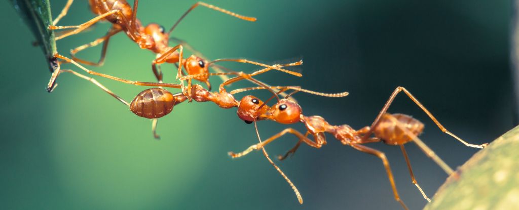 weaver-ants-exhibit-superefficient-teamwork-in-new-study