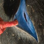 wild-pigs-in-california-turn-neon-blue-from-rodenticide-poisoning