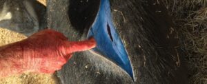 wild-pigs-in-california-turn-neon-blue-from-rodenticide-poisoning