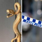 woman-arrested-after-discharging-pepper-spray-in-canberra-nightclub