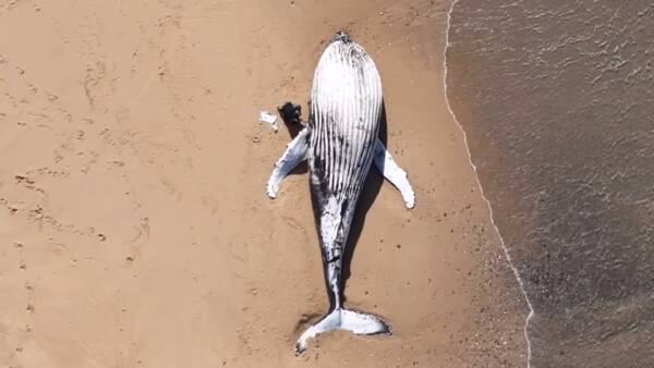young-humpback-whale-carcass-discovered-at-mystery-bay-urgent-action-taken