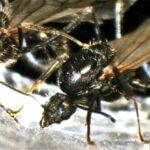 ant-queens-challenge-species-boundaries-with-unique-reproductive-strategy