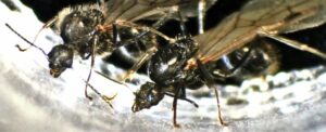 ant-queens-challenge-species-boundaries-with-unique-reproductive-strategy