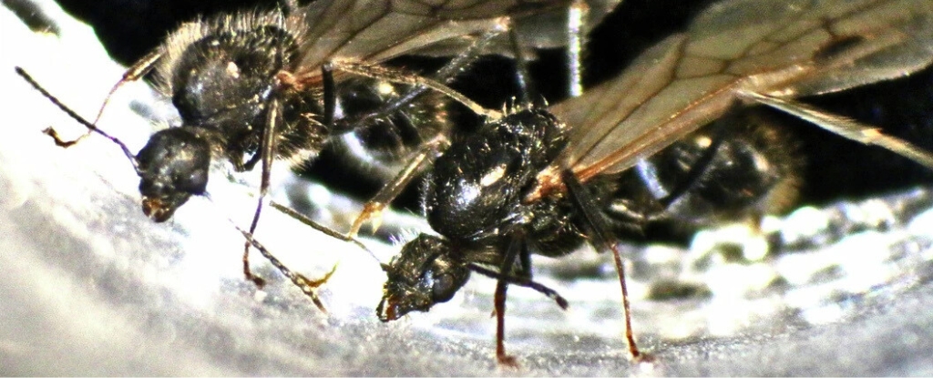 ant-queens-challenge-species-boundaries-with-unique-reproductive-strategy
