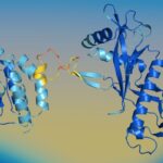 apple-unveils-simplefold-a-cost-effective-ai-for-protein-folding