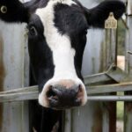 australia-s-agriculture-set-for-record-100-billion-boost-