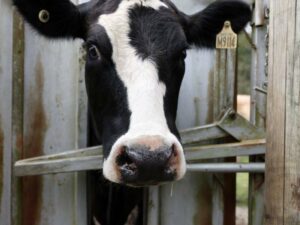 australia-s-agriculture-set-for-record-100-billion-boost-