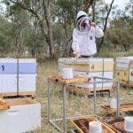 australian-researchers-enhance-bee-populations-for-future-resilience