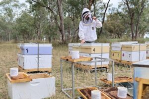australian-researchers-enhance-bee-populations-for-future-resilience