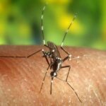 bangladesh-faces-surge-in-dengue-and-chikungunya-cases