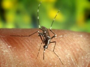 bangladesh-faces-surge-in-dengue-and-chikungunya-cases