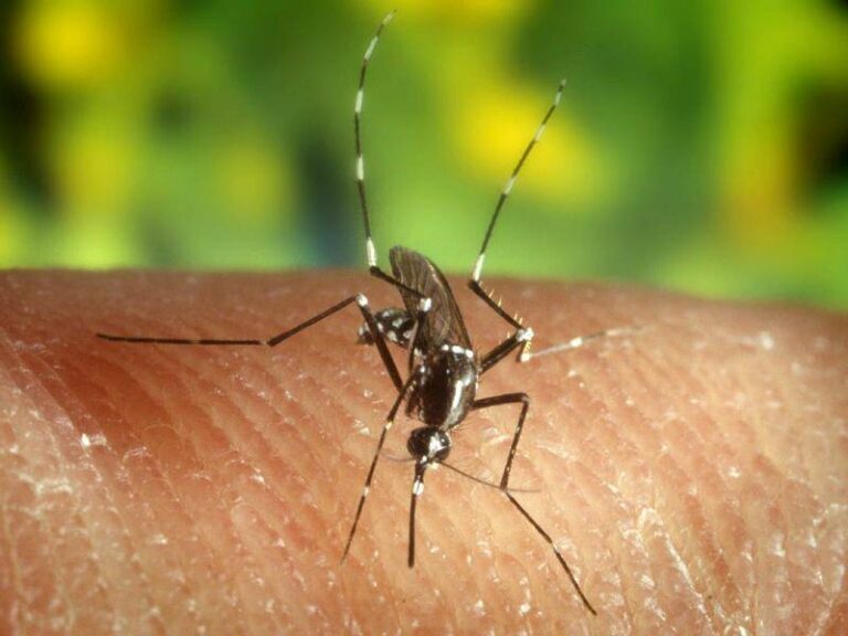 bangladesh-faces-surge-in-dengue-and-chikungunya-cases