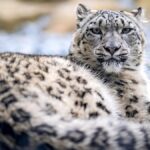 beloved-snow-leopard-nima-dies-at-thrigby-hall-zoo-13