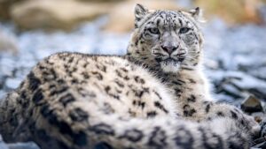 beloved-snow-leopard-nima-dies-at-thrigby-hall-zoo-13