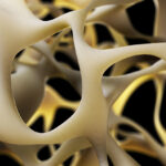 breakthrough-study-identifies-method-to-strengthen-bones