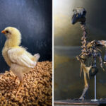 colossal-biosciences-moves-closer-to-resurrecting-the-dodo