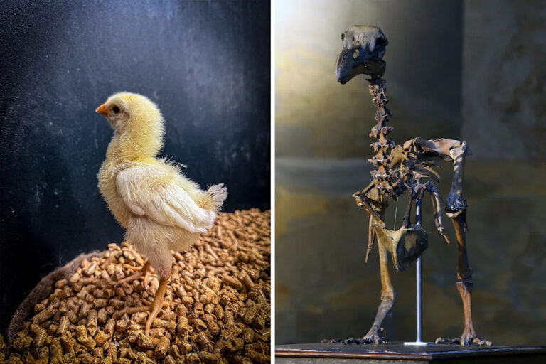 colossal-biosciences-moves-closer-to-resurrecting-the-dodo