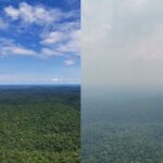 deforestation-cuts-amazon-rainfall-by-8-amid-global-climate-change