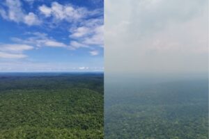 deforestation-cuts-amazon-rainfall-by-8-amid-global-climate-change