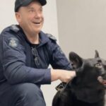 dog-injured-after-being-thrown-from-police-cruiser-in-melbourne-crash