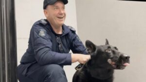 dog-injured-after-being-thrown-from-police-cruiser-in-melbourne-crash