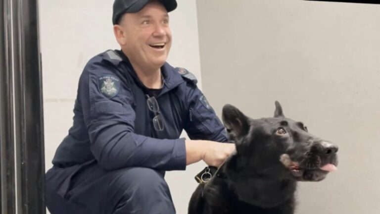 dog-injured-after-being-thrown-from-police-cruiser-in-melbourne-crash