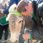 donkey-dream-team-thrives-after-initial-chaos-in-bendigo