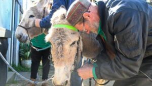 donkey-dream-team-thrives-after-initial-chaos-in-bendigo