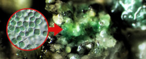 extremophile-microbe-could-thrive-on-mars-and-produce-oxygen
