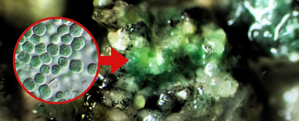 extremophile-microbe-could-thrive-on-mars-and-produce-oxygen