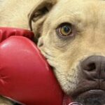 family-urgently-seeks-justice-after-dog-killed-in-home-invasion