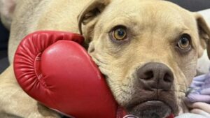 family-urgently-seeks-justice-after-dog-killed-in-home-invasion