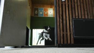 fiumicino-airport-launches-on-site-dog-hotel-amid-travel-surge