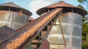 kingaroy-s-peanut-industry-returns-to-local-hands-as-crumpton-group-buys-assets