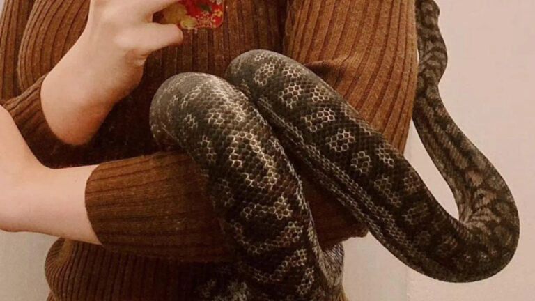 man-dodges-jail-after-snake-incident-faces-new-drink-driving-charges