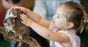 museums-victoria-launches-pop-up-museum-in-mill-park-this-september