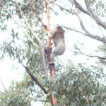 new-great-koala-national-park-announced-amid-controversy