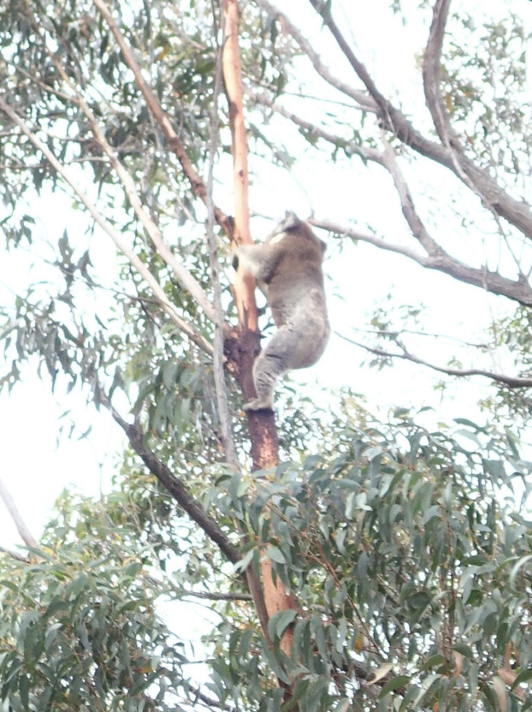 new-great-koala-national-park-announced-amid-controversy