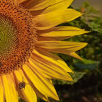 new-study-reveals-biodiversity-boosts-pollinators-and-yields