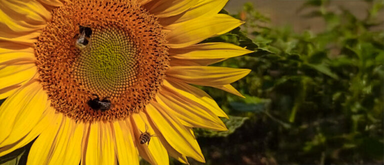 new-study-reveals-biodiversity-boosts-pollinators-and-yields