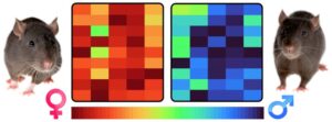 new-study-reveals-complexity-of-biological-sex-beyond-binary