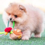 new-study-reveals-dogs-teach-humans-to-follow-their-lead